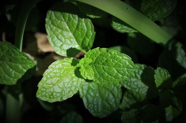 nana-menta-pixabay