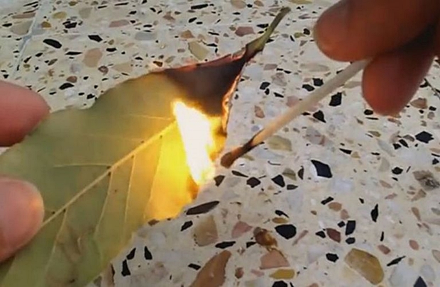 Image result for KADA KRENE PO ZLU: Zapalite list lovora u sobi i posmatrajte šta će se desiti nakon samo PAR MINUTA