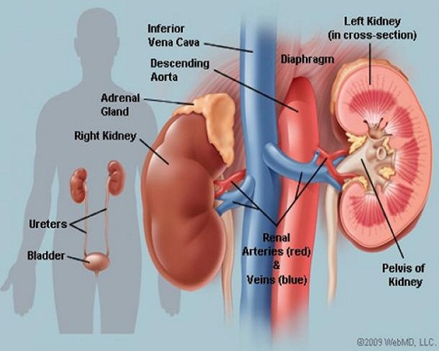 Kidney2